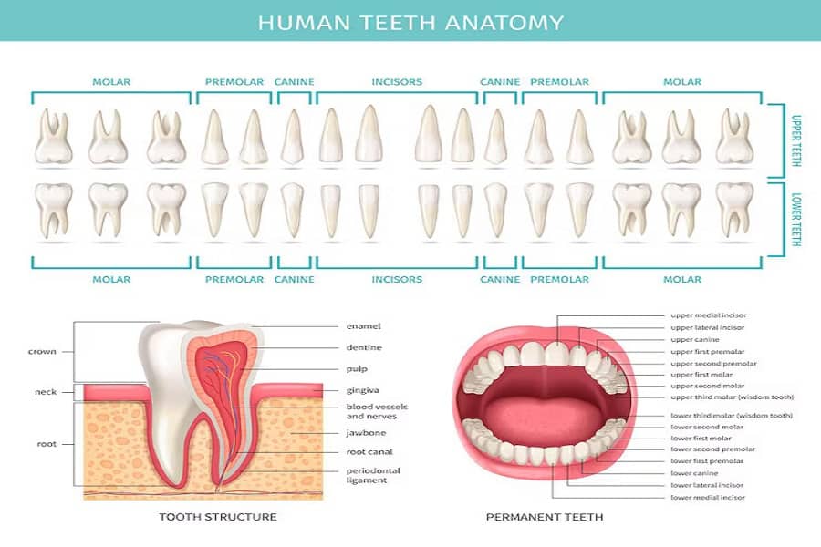 Dental health and wellness